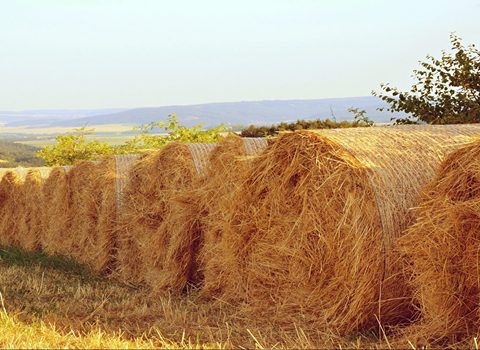 خرید و فروش خوراک دام یزد با شرایط فوق العاده